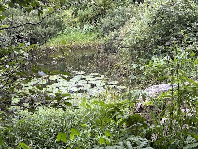 view of local wilderness