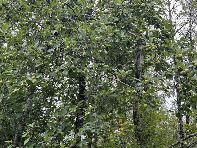 view of local wilderness