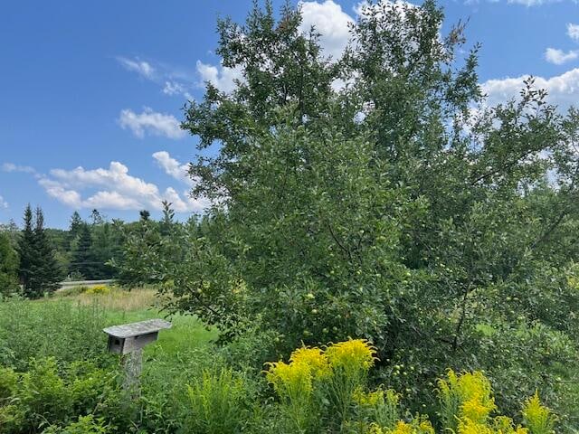 view of local wilderness