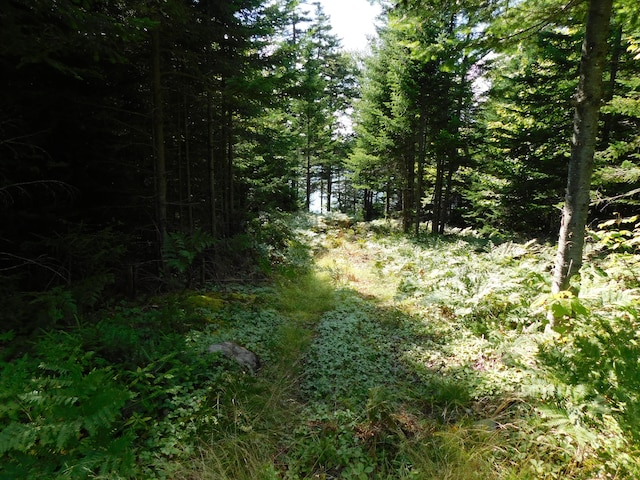 view of local wilderness