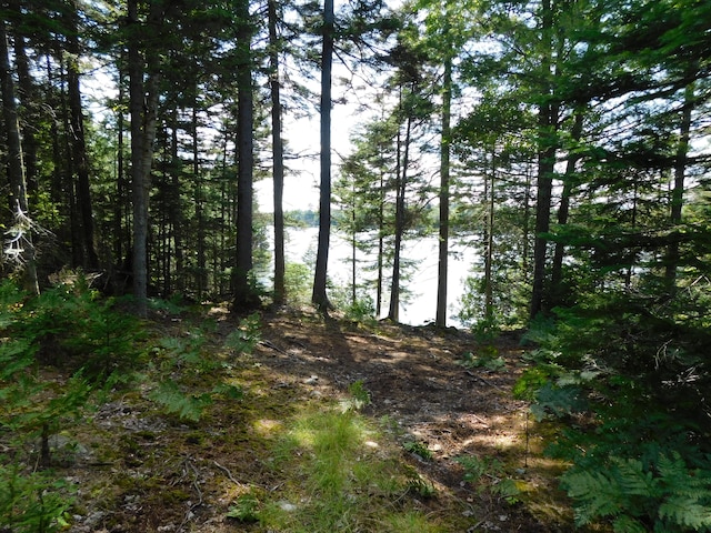 view of local wilderness