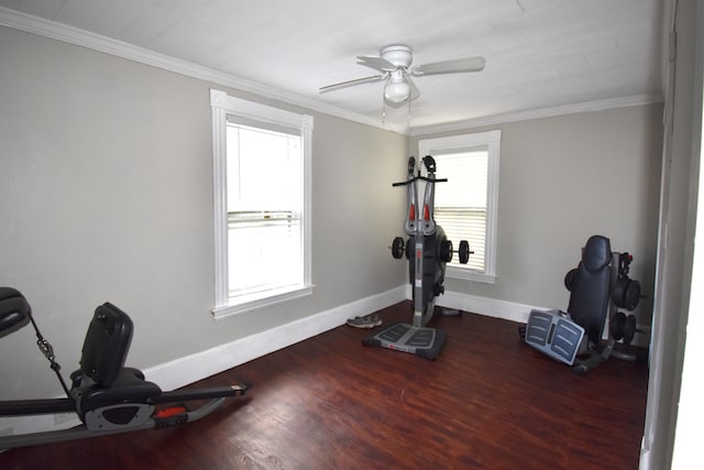 workout room with ceiling fan, crown molding, and dark hardwood / wood-style flooring