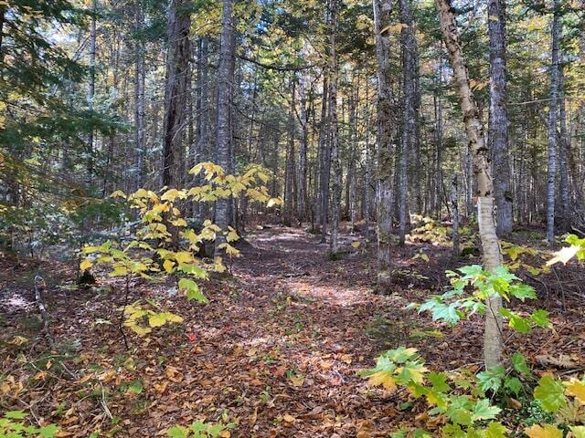 827 Little Madawaska Lake Rd, Westmanland, ME 04783 - view of wooded area