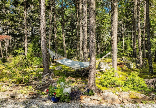 view of local wilderness with a wooded view