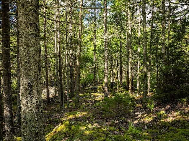 view of nature featuring a view of trees