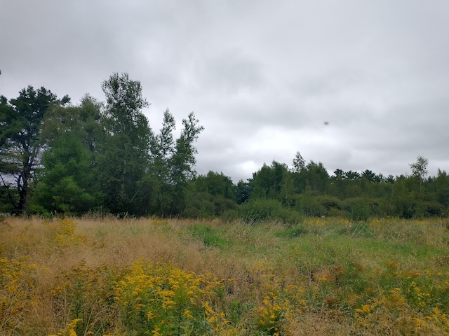 view of local wilderness