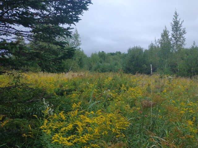 view of local wilderness featuring a forest view