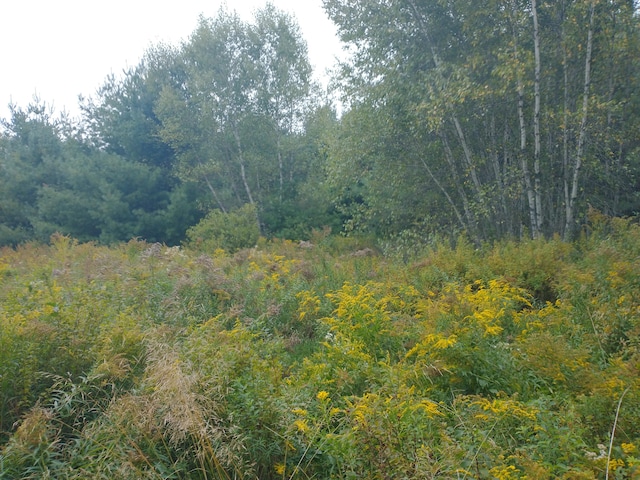 view of local wilderness with a view of trees