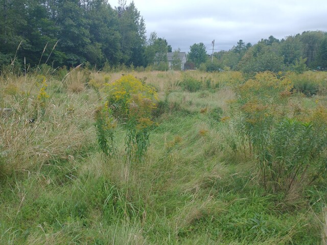 view of local wilderness