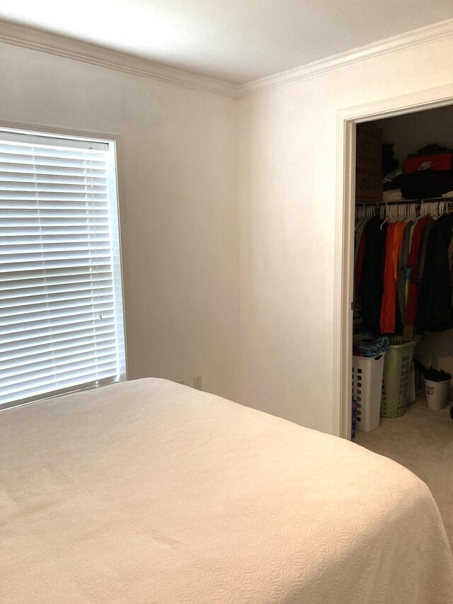 carpeted bedroom featuring crown molding, a walk in closet, and a closet