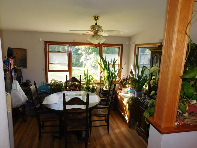 dining area with a wealth of natural light, ceiling fan, and wood-type flooring