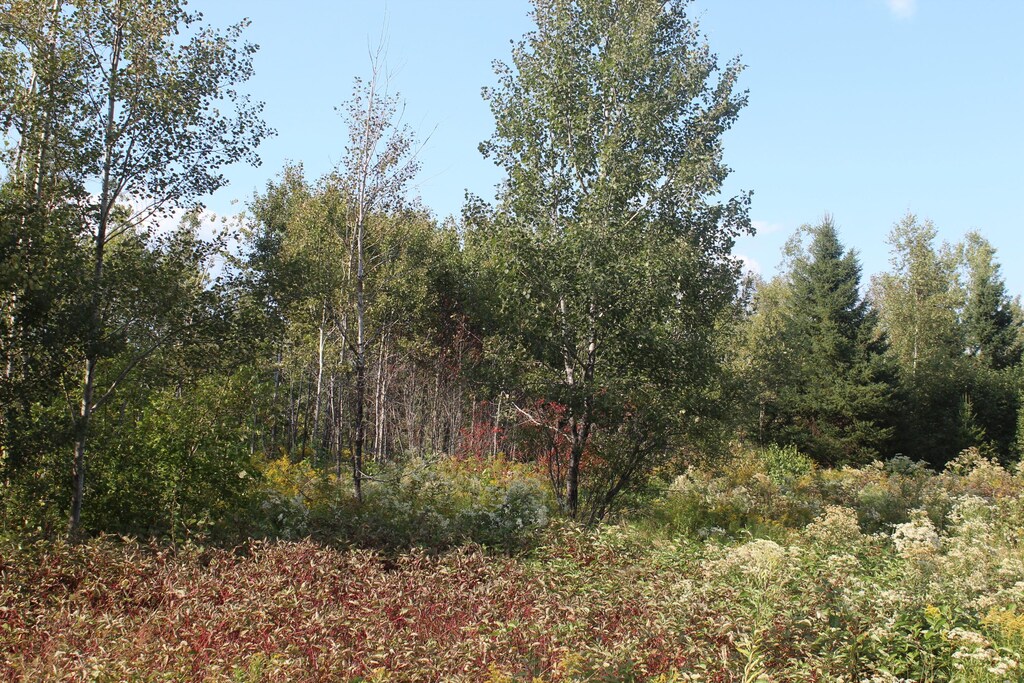 LOT4 Woodrbridge Corner Rds, Sherman, ME 04776