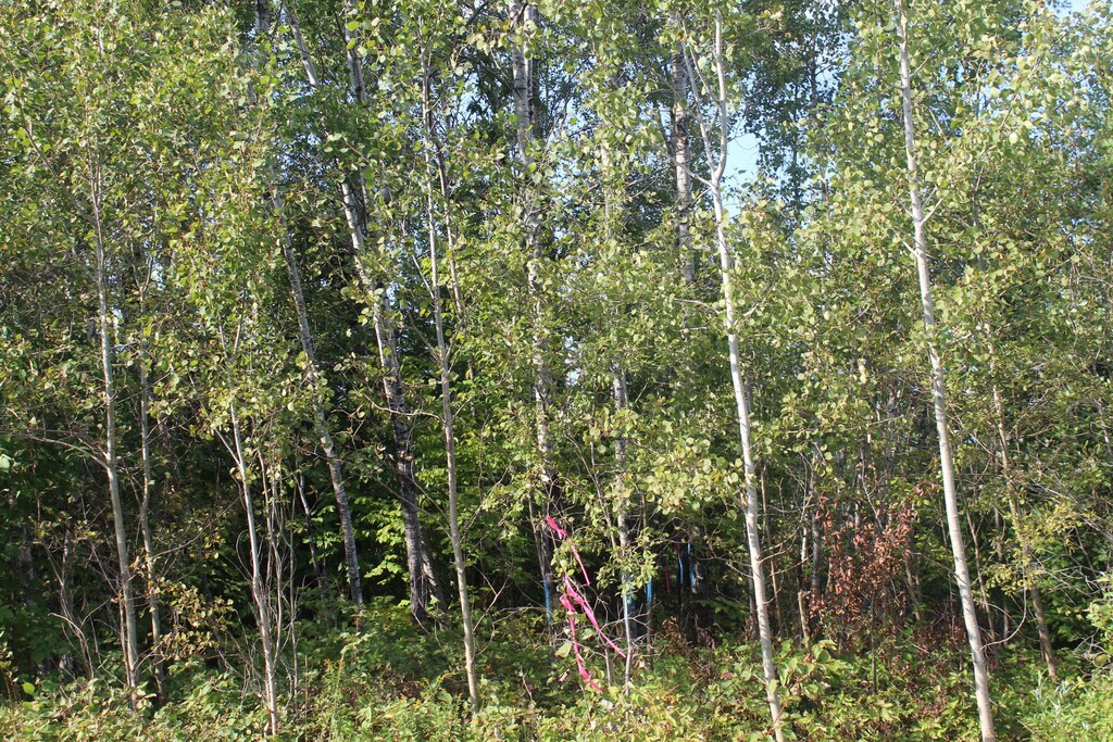 LOT4 Woodrbridge Corner Rds, Sherman, ME 04776