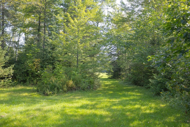 view of local wilderness