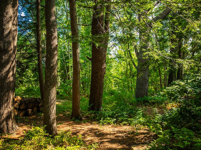 view of local wilderness