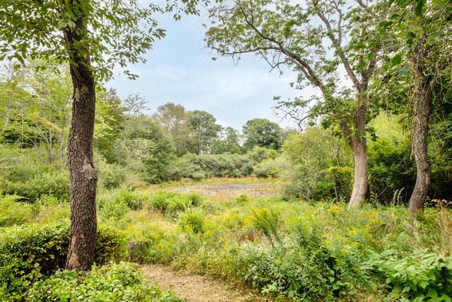 view of local wilderness featuring a wooded view