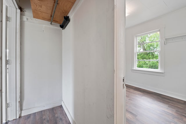 walk in closet featuring dark hardwood / wood-style floors