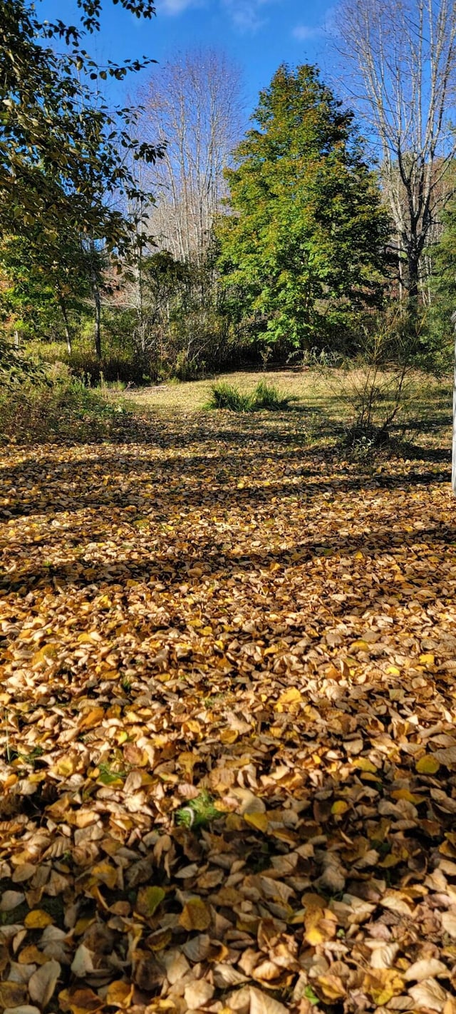 view of local wilderness