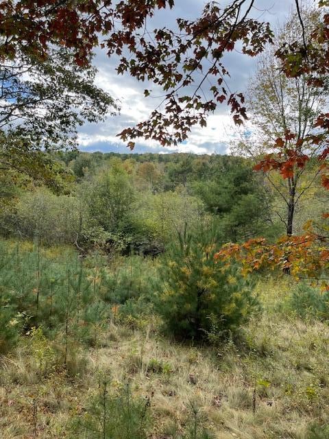 view of local wilderness