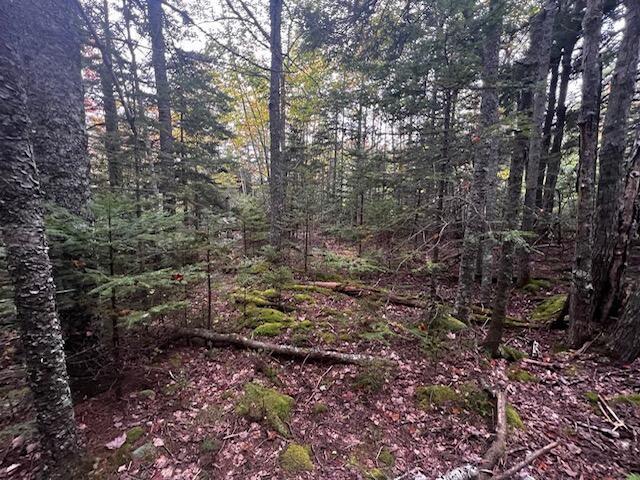 12-2 S S Burnt Cove Rd, Stonington, ME 04681 - photo 5