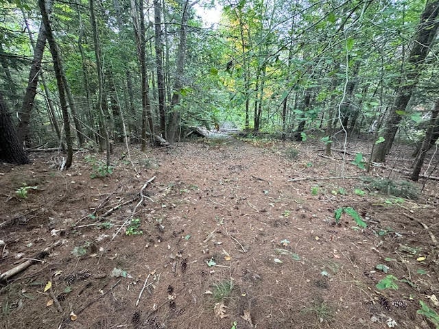 view of local wilderness