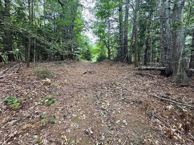 view of local wilderness