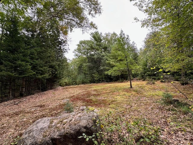 view of local wilderness