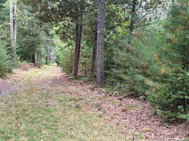 view of local wilderness