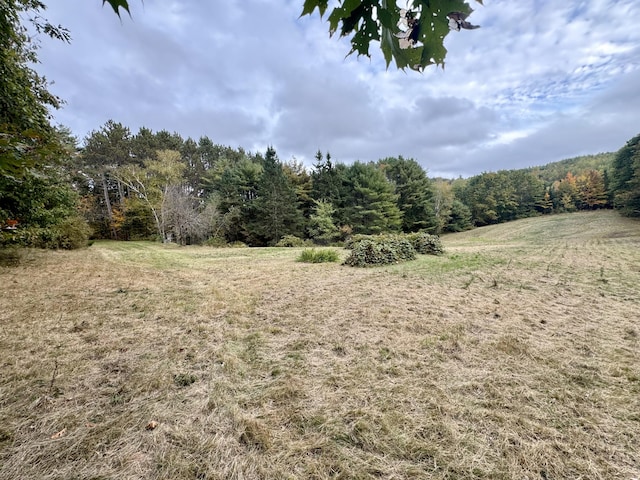 view of local wilderness