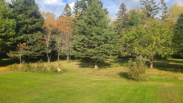 view of local wilderness