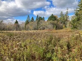 view of local wilderness