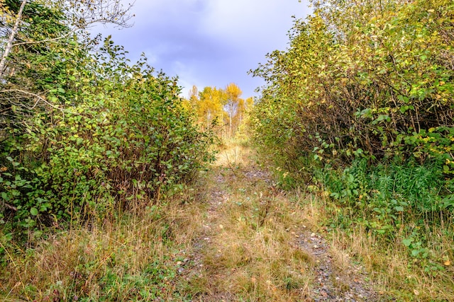 view of landscape with a forest view