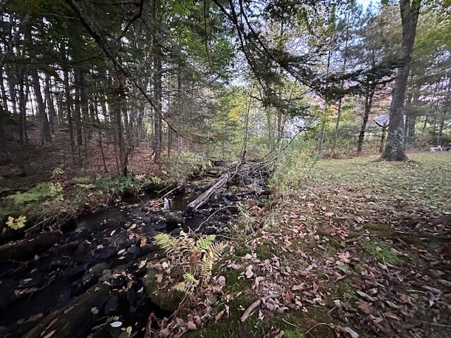 view of local wilderness