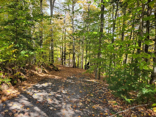 view of local wilderness