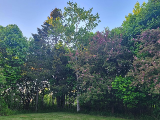 46 S Lubec Rd, Lubec, ME 04652 - view of woods