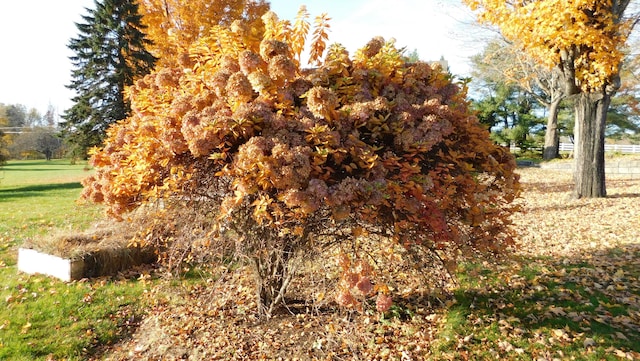 view of nature