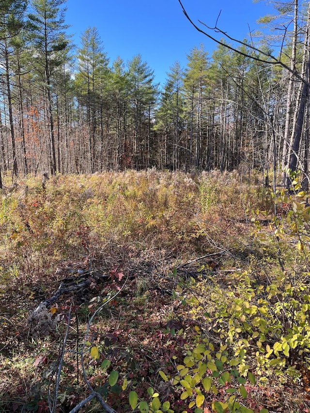 view of local wilderness