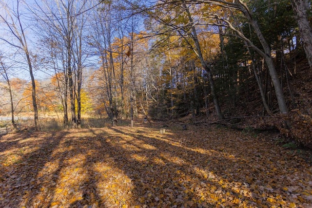 view of local wilderness