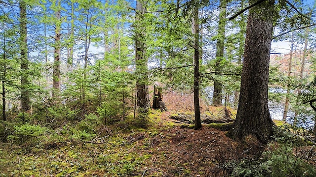 view of local wilderness