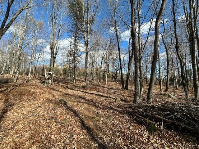 view of local wilderness