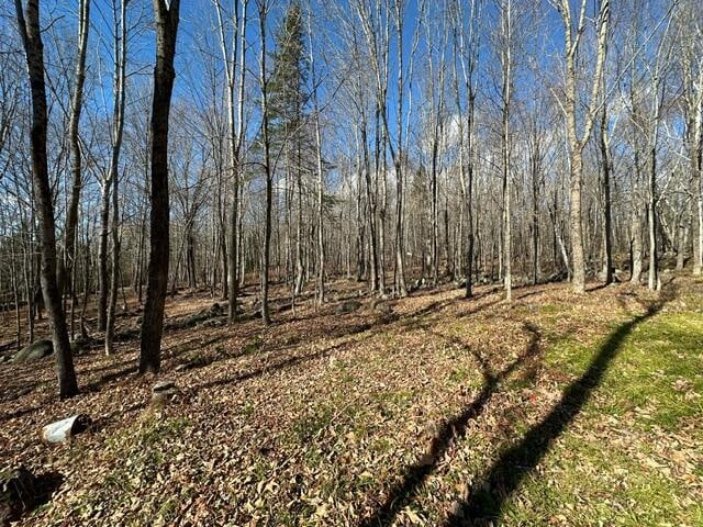 view of local wilderness