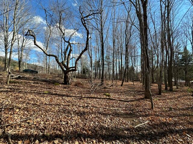 view of local wilderness