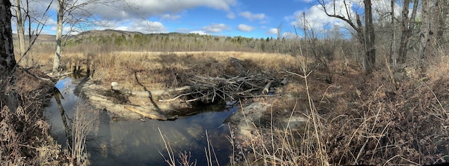 view of local wilderness