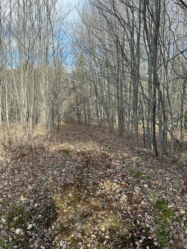 view of local wilderness