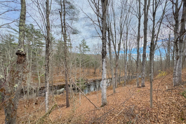 view of local wilderness