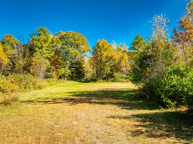 view of local wilderness