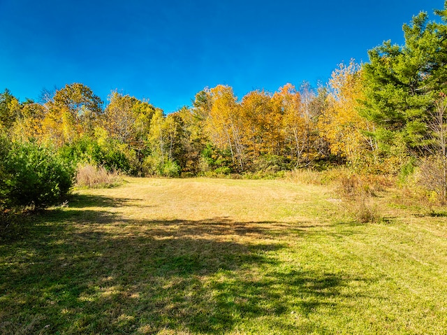 view of local wilderness