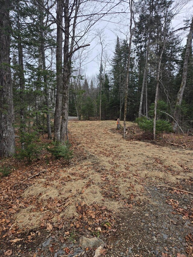 view of local wilderness