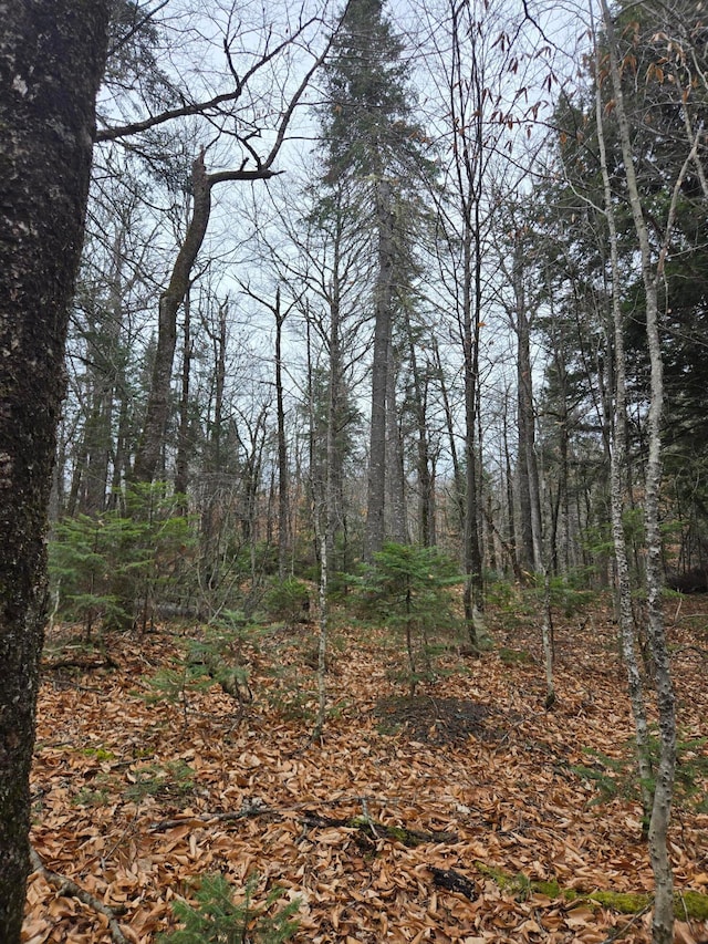 view of local wilderness