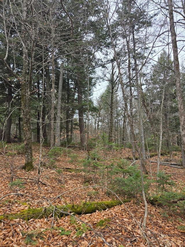 view of local wilderness